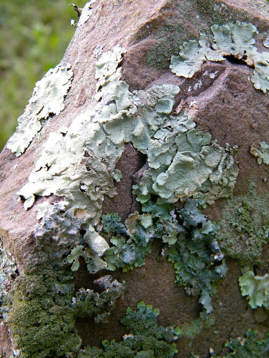 Lichen spreading across the weathered top of a memorial stone.