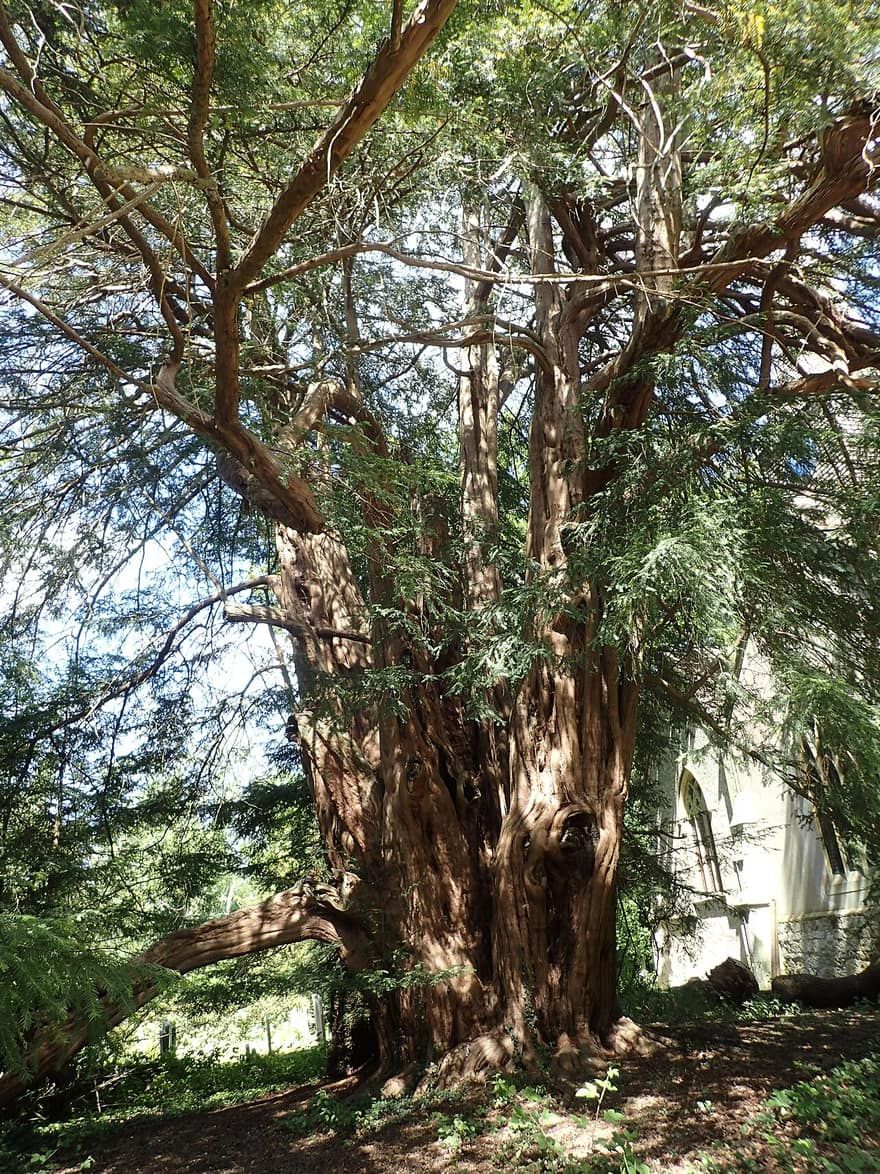 An ancient churchyard yew, its trunk grown into a cluster of twisting stems.